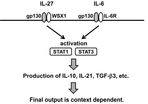 Interleukin-27 in T Cell Immunity