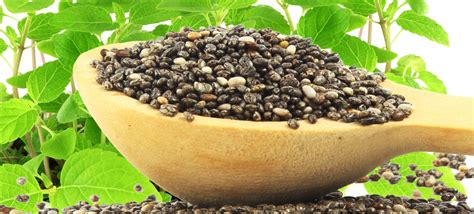 can you grow chia from chia seeds