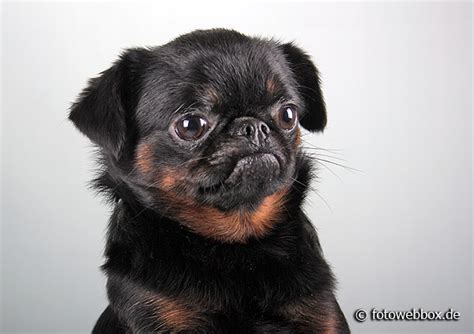 Griffon Petit Brabancon Brabanter Zwerggriffon in Mügeln | Tiere ...