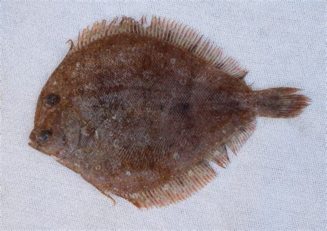 Flounder Fish In Spanish Mexico at Aaron Macaulay blog