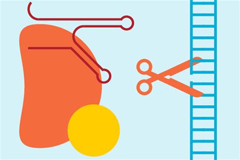 Image result for Prime Editing