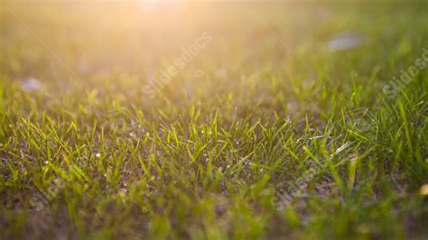 Plain Spring Background 的图像结果