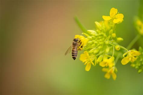 2021油菜花开，蜜蜂采蜜忙|摄影|宠物摄影|Z18159269_原创作品-站酷ZCOOL