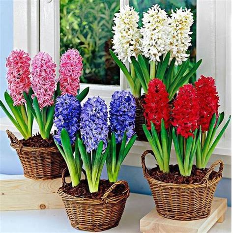 Jual paket 4 tanaman hias bakung amarilis-umbi amarilis-tanaman hidup ...