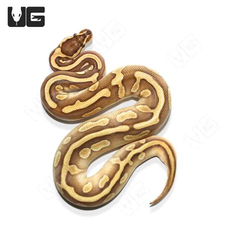 Image result for Female Lesser Ball Python