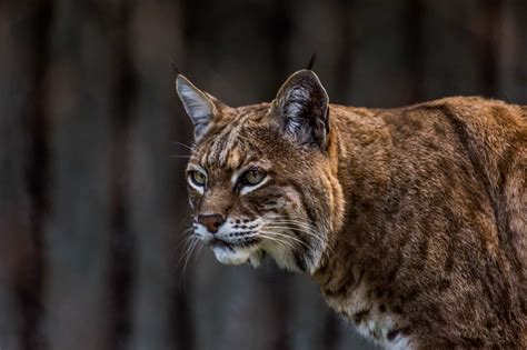 16 Fierce Predators that Eat Bald Eagles (...If They Can Catch Them) - A-Z Animals