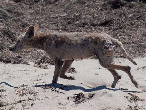 50 Interesting Coyote Facts That You Should Know - Facts.net