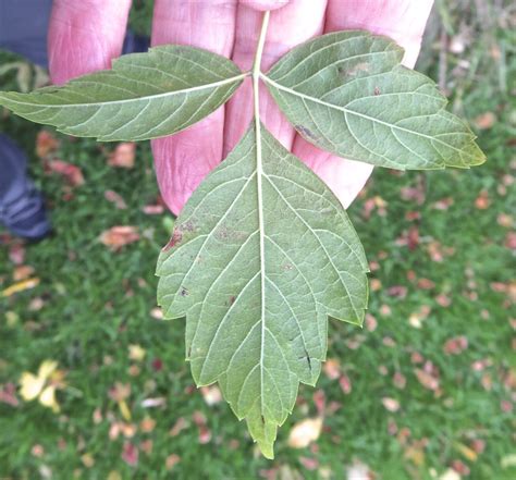 Image result for What Is Box Elder Tree