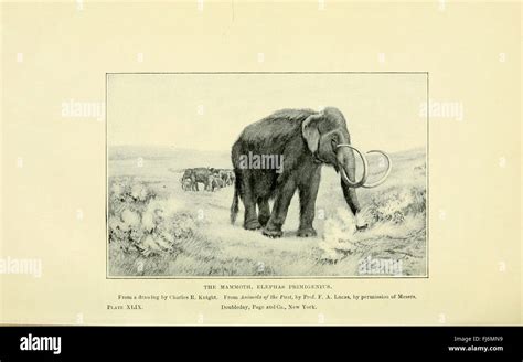 Extinct 的图像结果