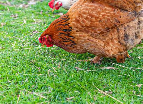 So, Are All Chickens Female?