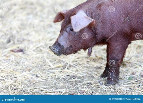 Red Wattle Hog Sus Scrofa Domesticus Close-up. Stock Photo - Image of ...