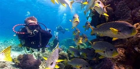 Дайвинг-центр "Diving Live" - обучение дайвингу в Москве