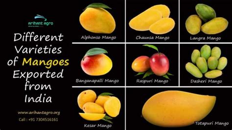 Image result for Mango Production Script Script