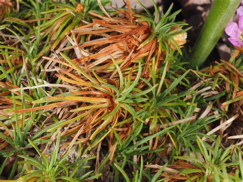 Armeria humilis subsp. humilis | Plants of the World Online | Kew Science