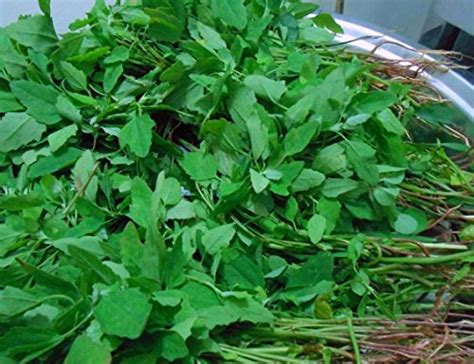 Raunak Seeds Bathua Desi Saag Leaves Pack 200 Seeds Pack : Amazon.in ...