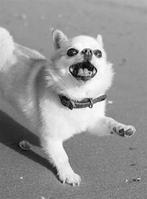 Image result for Dogs Barking