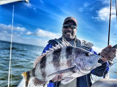 The Sheepshead Fish