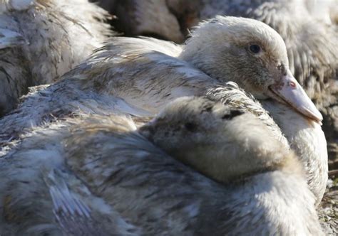 France culls ducks after bird flu outbreak - Photos,Images,Gallery - 56962