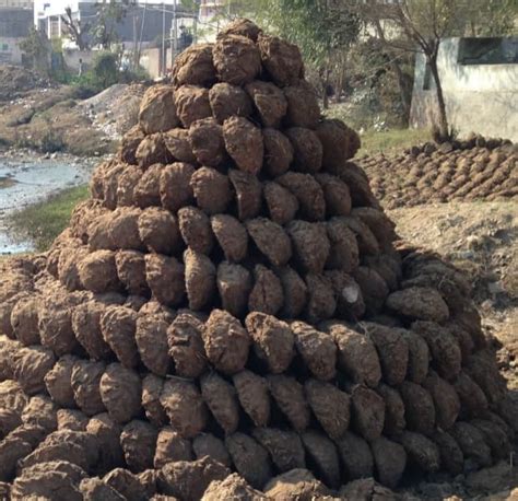 US Customs and Border Protection agents discovered cow dung cakes in a ...