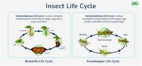 Insect Life Cycle 的图像结果