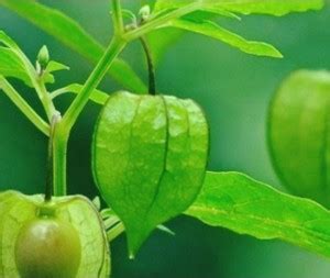 CHEMBARUTHI physalis minima, groundcherry, capegooseberry, Sodakku ...