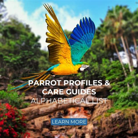 Image result for Parrot Guide