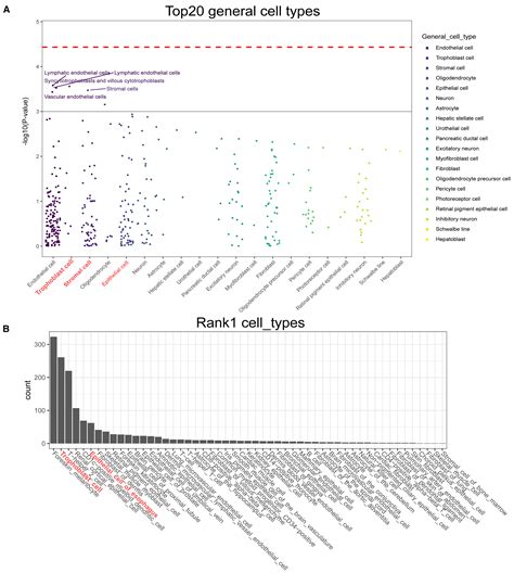 Cell Type 的图像结果