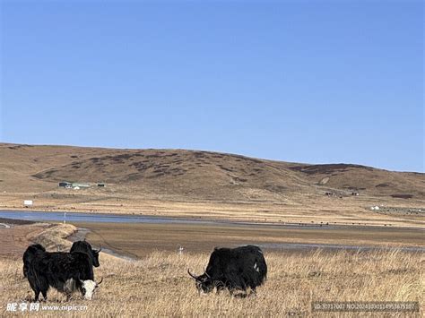 草原牛 的图像结果