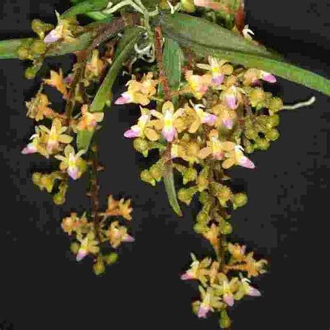 Stereochiuls pachyphyllus sp. – EXOTICA ORCHIDS