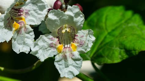 Cigar Tree 的图像结果