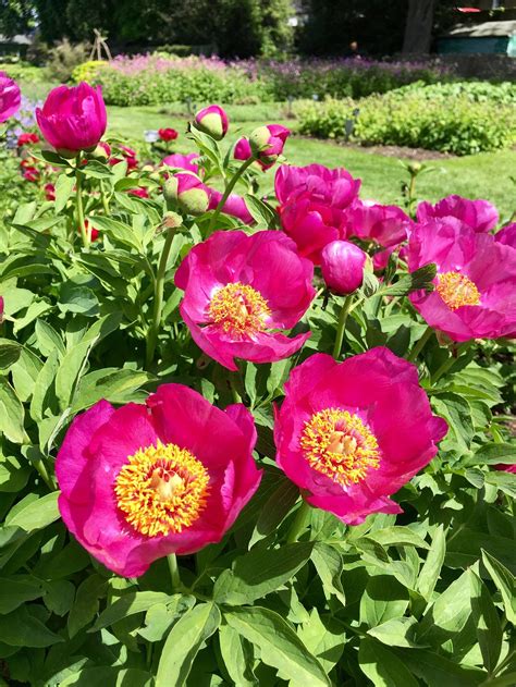 Peonies season - everything you need to know | House & Garden ...