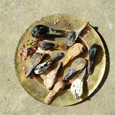 India's First Species-Appropriate Pet Food - Canine India