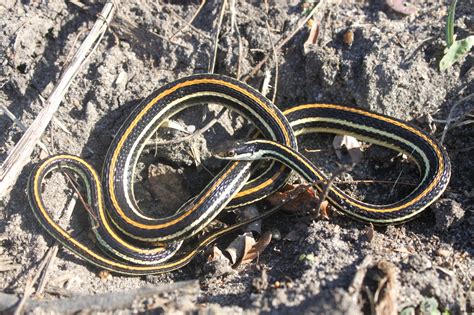 Western Ribbon Snake Facts, Description, Diet, and Pictures