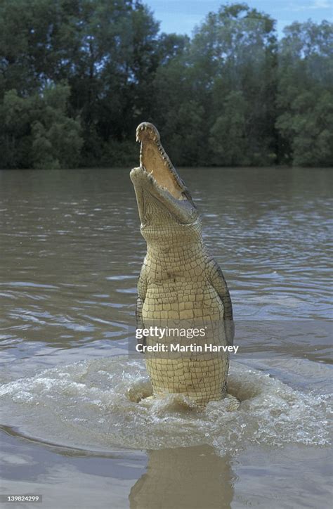 Image result for Crocodile Exploding