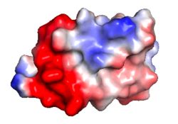 Image result for PyMOL Electrostatic Potential