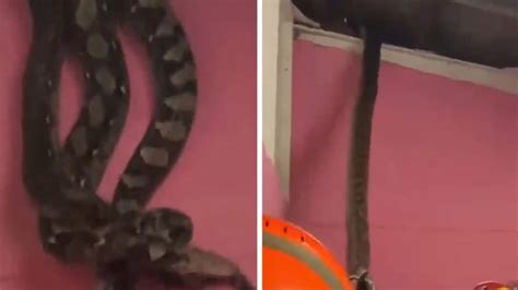 Image result for Snakes Exploding