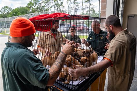 11 Puppies Move Into Flagler County Jail as Part of Inmate Treatment ...