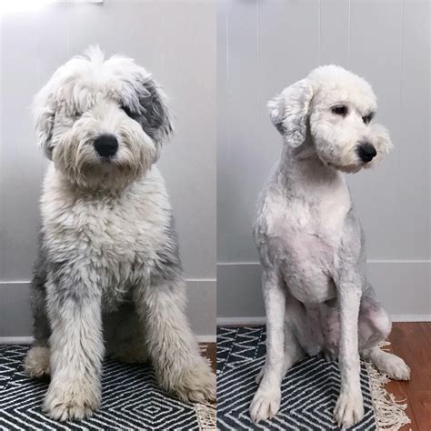 Shaved Goldendoodle Photos