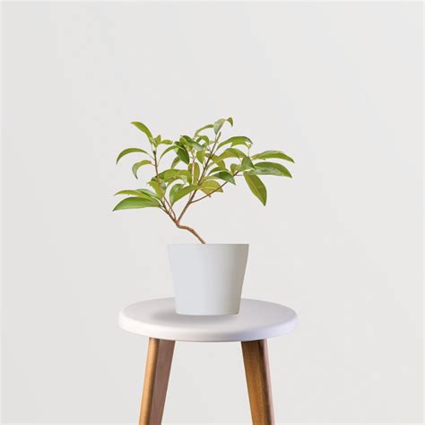 Sapatu Big Plant – Gardengram