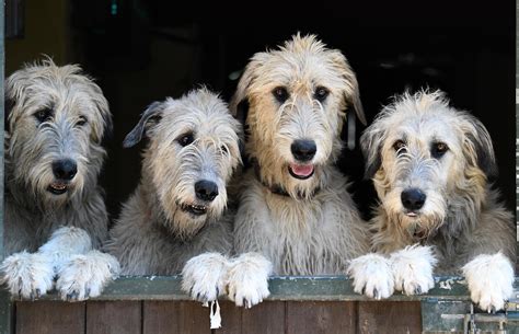 White Irish Wolfhound Puppies
