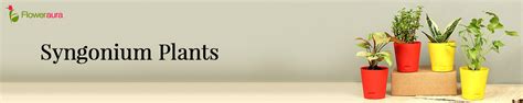 Amazon.in: Floweraura: Syngonium Plant