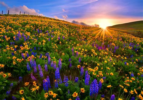 Sunbeam Glow Over Spring Wildflowers at Sunset – HD Nature Wallpaper