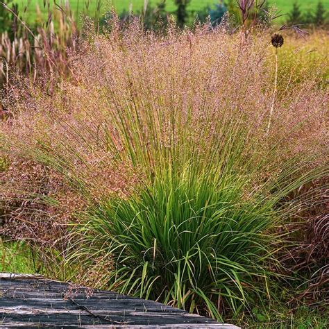 Buy purple moor grass Molinia caerulea 'Banshee (PBR)': Delivery by ...