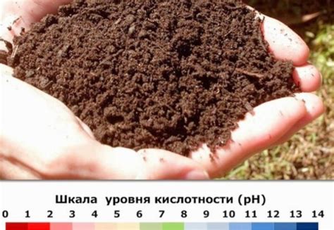 Кислотность почвы | SKOGGY