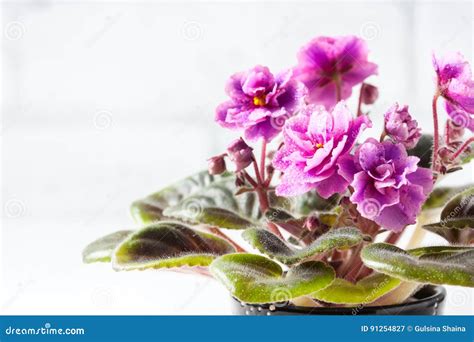 African Violet in Flower Pot, Isolated on White. Stock Image - Image of ...