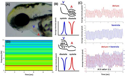 Image result for Zebrafish Embryo Development Heart