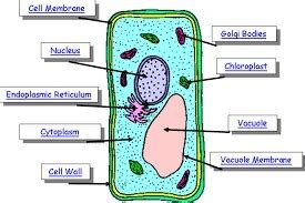 the different parts of a plant cell - Brainly.in