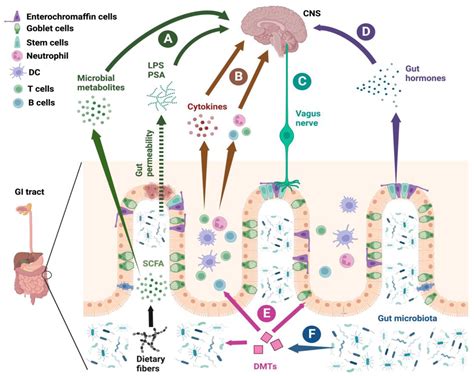 Interaction of the Gut Microbiome and Immunity in Multiple Sclerosis ...