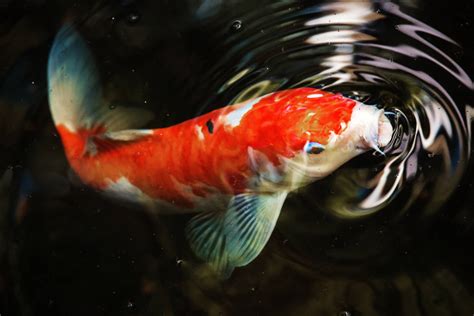[100+] Koi Fish Wallpapers | Wallpapers.com