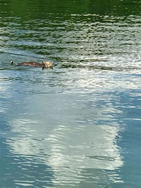 PHOTOS: Bobcat caught swimming in Patoka Lake